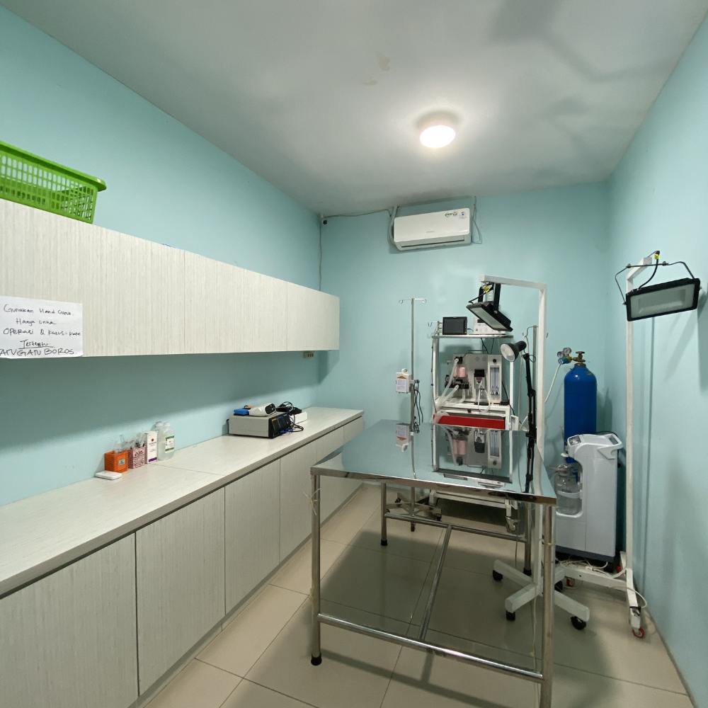 Dokter hewan Bless Vet Clinic memeriksa kucing di Kalideres